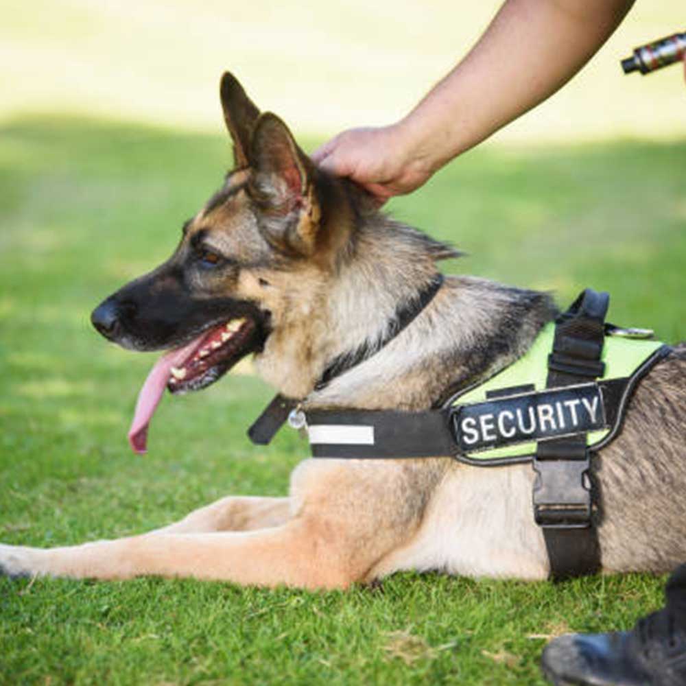 K9 Protection Services
